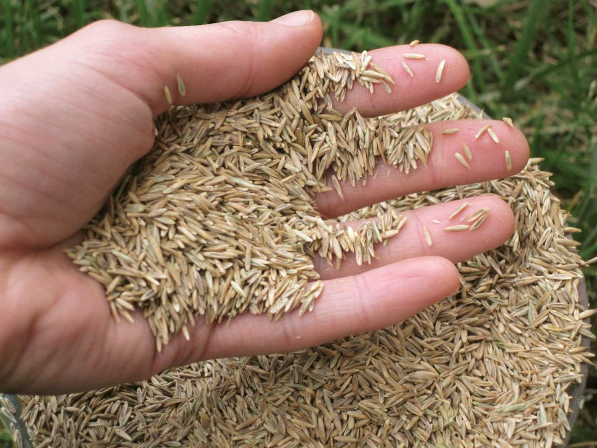 GRASS SEED 8LB SUN-SHADE